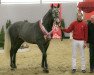 stallion Aviador (Holsteiner, 2016, from Asca Z)