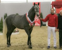 Springpferd Aviador (Holsteiner, 2016, von Asca Z)