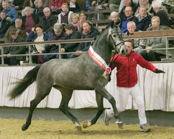 stallion Condoctro 3 (Dutch Warmblood, 2016, from Cornet Obolensky)