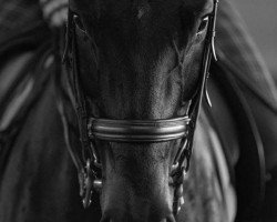 dressage horse Samba Wind (German Sport Horse, 2006, from Samba Hit I)