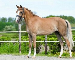 Dressurpferd Blackmoor´s Nicky (New-Forest-Pony, 2018, von Spoekedammetje's Nick)