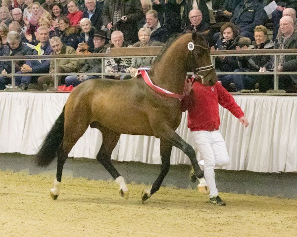 stallion Vaderland OLD (Oldenburg, 2016, from Vitalis)