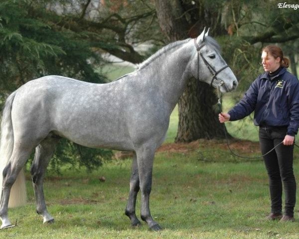 stallion Ruy Blas de Boissis (Connemara Pony, 2005, from Vent Fou Duff)