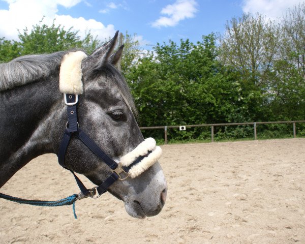 dressage horse Camargo Be (Westphalian, 2011, from Chirivell)