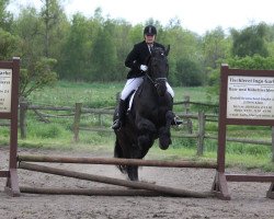 dressage horse Marten van Angsbuurt (unknown, 2004)