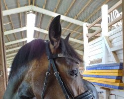 horse Hove´s Romina (New Forest Pony, 2018, from Poppings Marribo)