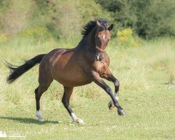 Springpferd Osterix (Trakehner, 2004, von Sixtus)