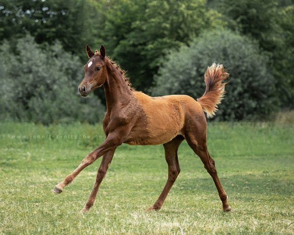 Dressurpferd Queen Raissa (Deutsches Reitpferd, 2018, von Quaterback)