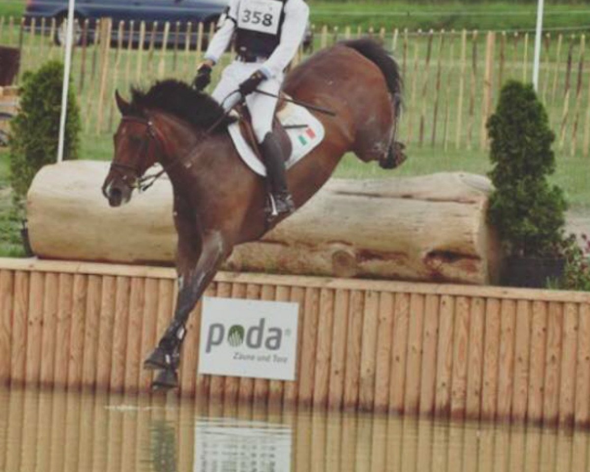 Springpferd Porche Renkum (Irish Sport Horse, 2005, von Porsch)