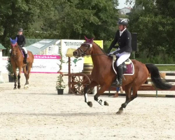 Reitturnier Öpfingen 2017
