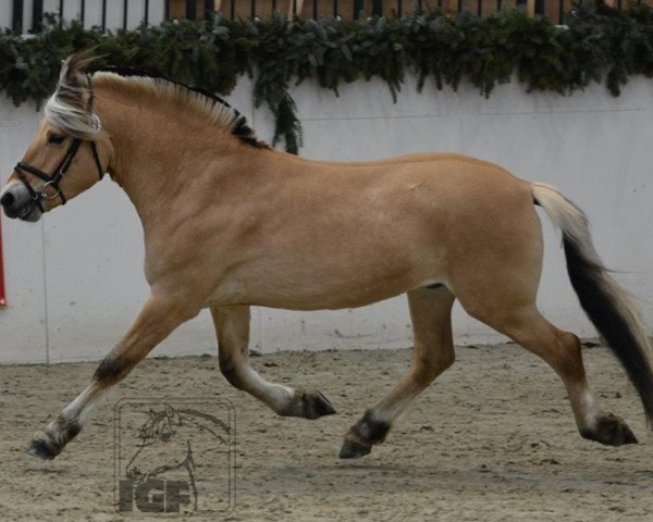 stallion Komosens Pinocchio (Fjord Horse, 2012, from Vikkelsøe's I.P.)