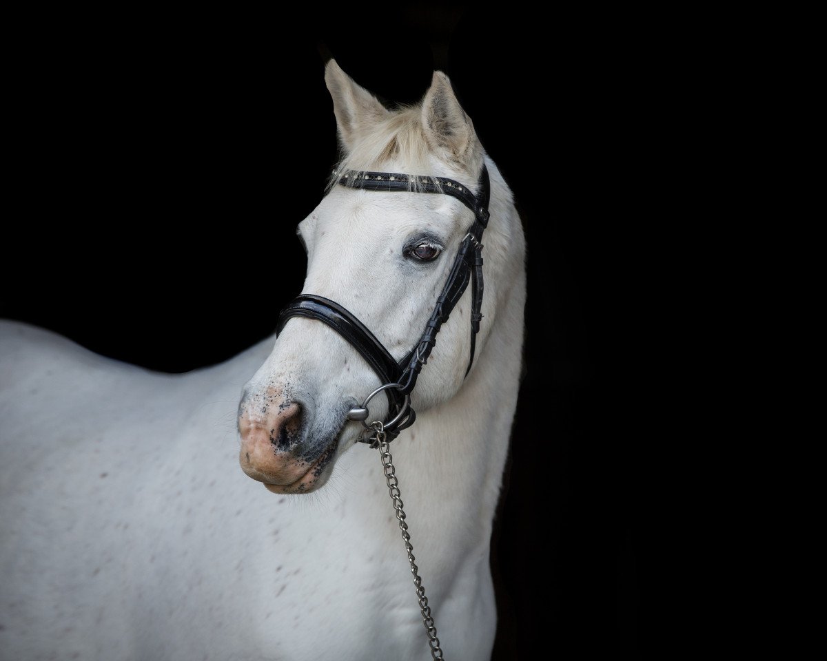 broodmare Sharan ox 38 (Arabian purebred, 1996, from SGW Ibn Ibn Saher ox)