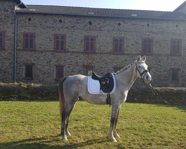 jumper Sir Henry 310 (German Riding Pony, 2012, from Strahlemann)