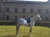 dressage horse Sir Henry 310 (German Riding Pony, 2012, from Strahlemann)