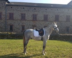 dressage horse Sir Henry 310 (German Riding Pony, 2012, from Strahlemann)