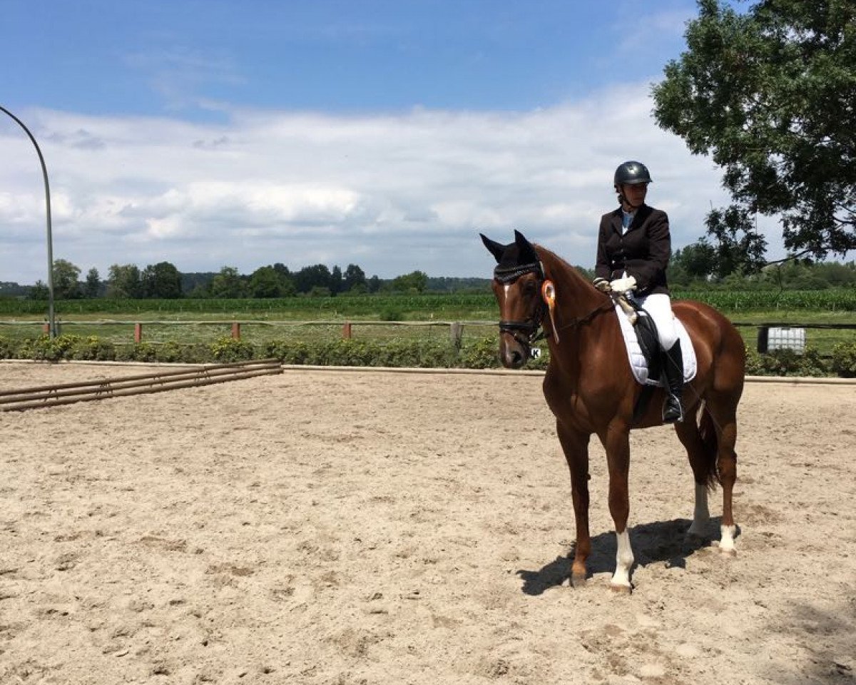dressage horse Fürst Felix 12 (Oldenburg, 2009, from Fürst Nymphenburg)