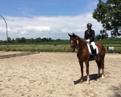 dressage horse Fürst Felix 12 (Oldenburg, 2009, from Fürst Nymphenburg)