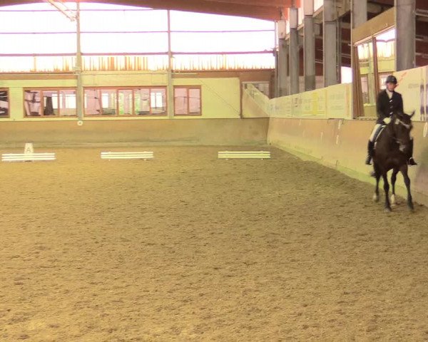 Reitturnier Appelhülsen 2017