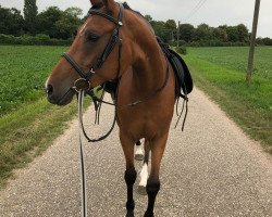 broodmare Classic Girl (German Riding Pony, 2013, from Classic Dream FH)