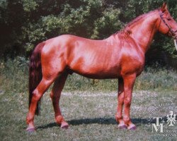 Deckhengst Przedswit Klam (Tschechisches Warmblut, 1986, von Przedswit Horymir)