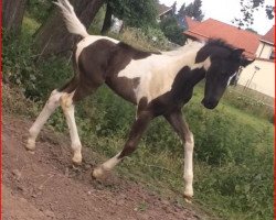 Deckhengst Classix Casanova (Pinto mit Reitpferdepedigree, 2018, von Soel'rings Classix Royal)