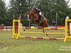 broodmare Distel 56 (German Riding Pony, 2008, from Denver 184)