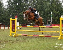 broodmare Distel 56 (German Riding Pony, 2008, from Denver 184)