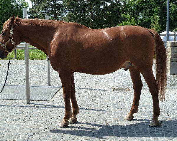 horse Canny (Hanoverian, 1995, from Friedericus Rex)