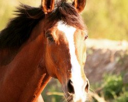 dressage horse Harro The Hero xx (Englisches Vollblut, 2003, from Oscar xx)