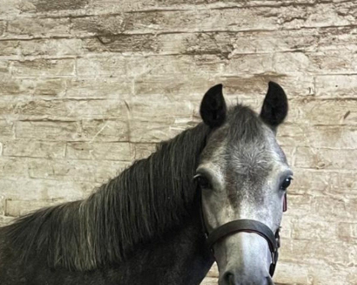 broodmare Comm´s Forest Laurier (New Forest Pony, 2016, from Casandro van de Stompslag)