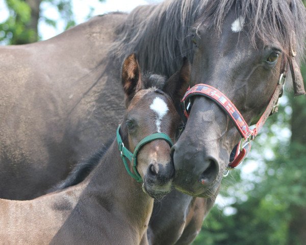 dressage horse Fenchel (Oldenburg, 2018, from Franziskus FRH)