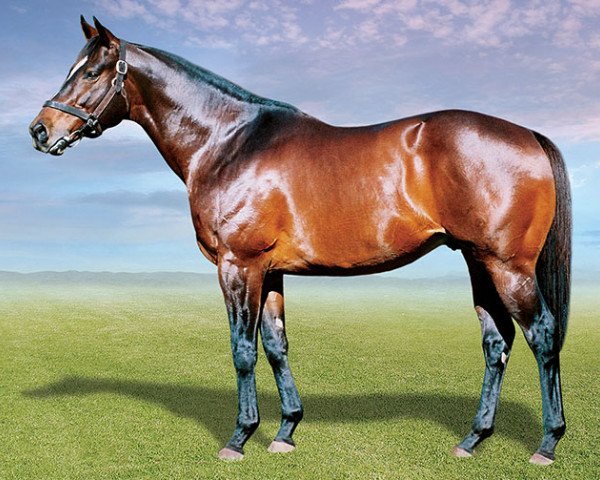 stallion Captain Al xx (Thoroughbred, 1996, from Al Mufti xx)