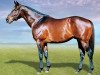 stallion Captain Al xx (Thoroughbred, 1996, from Al Mufti xx)