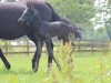 dressage horse Zucherro (Oldenburg, 2018, from Zonik One)