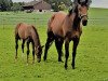 jumper Asaro (German Sport Horse, 2017, from Asagao xx)