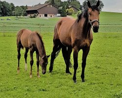 jumper Asaro (German Sport Horse, 2017, from Asagao xx)