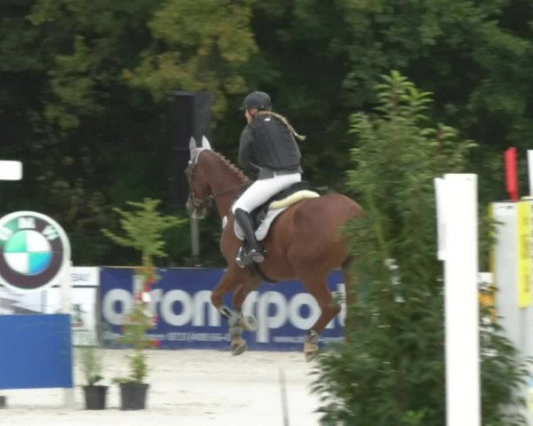 Reitturnier Öpfingen 2017