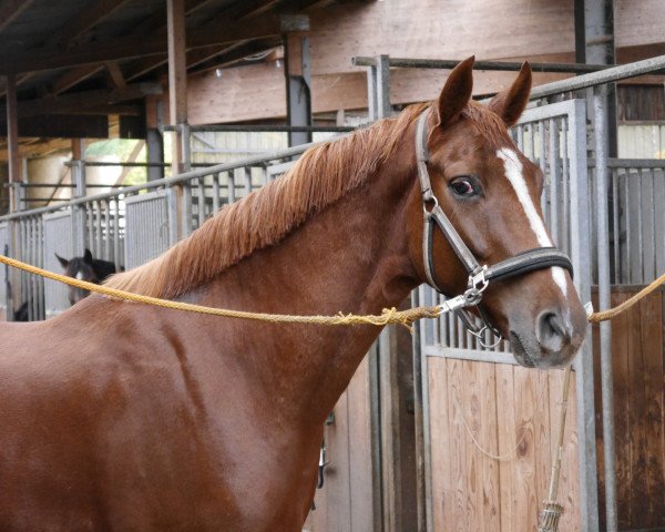 dressage horse Ben Kingsley's Armani (Hanoverian, 2014, from Ben Kingsley)