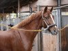 dressage horse Ben Kingsley's Armani (Hanoverian, 2014, from Ben Kingsley)