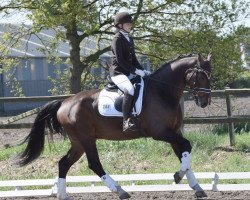 dressage horse Di Napoli HRH (Hanoverian, 2009, from Desperados FRH)