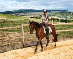 Zuchtstute Gi Cherise (Trakehner, 1996, von Sir Chamberlain)