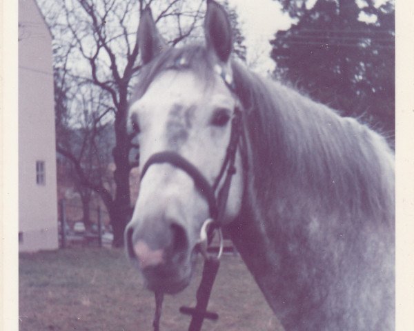 stallion Cortez (Trakehner, 1966, from Hartenstein)