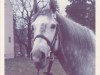 stallion Cortez (Trakehner, 1966, from Hartenstein)