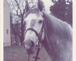 Deckhengst Cortez (Trakehner, 1966, von Hartenstein)