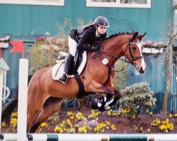 jumper Chloé 6 (German Riding Pony, 2009, from Classic Dancer I)