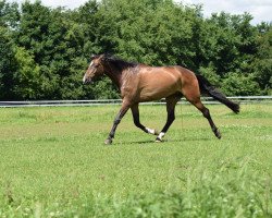 Dressurpferd Collin (Holsteiner, 2005, von Caretino)