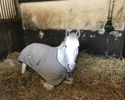 jumper Havanna 168 (KWPN (Royal Dutch Sporthorse), 2012, from Cassini Gold)