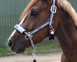 dressage horse Blueberry King (German Riding Pony, 2013, from Benetton S)