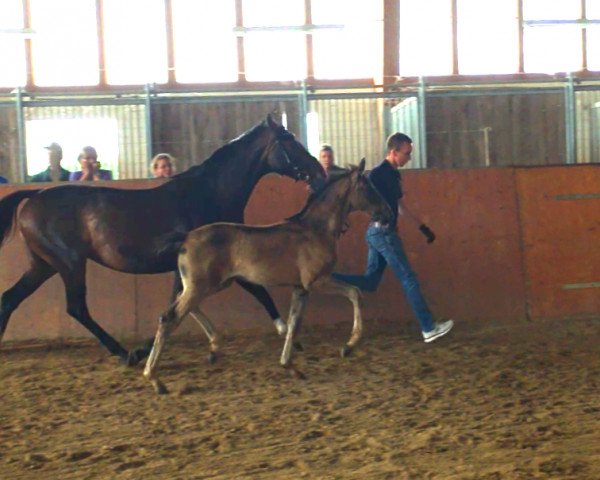 broodmare Bernay x Sancisco (Mecklenburg, 2018, from Bernay)