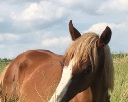 broodmare Weidebusch's Jilli (New Forest Pony, 2020, from Kantje's Zappa)